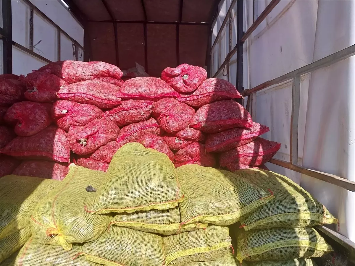Sakarya\'da 5,4 Ton Kaçak Midye Ele Geçirildi