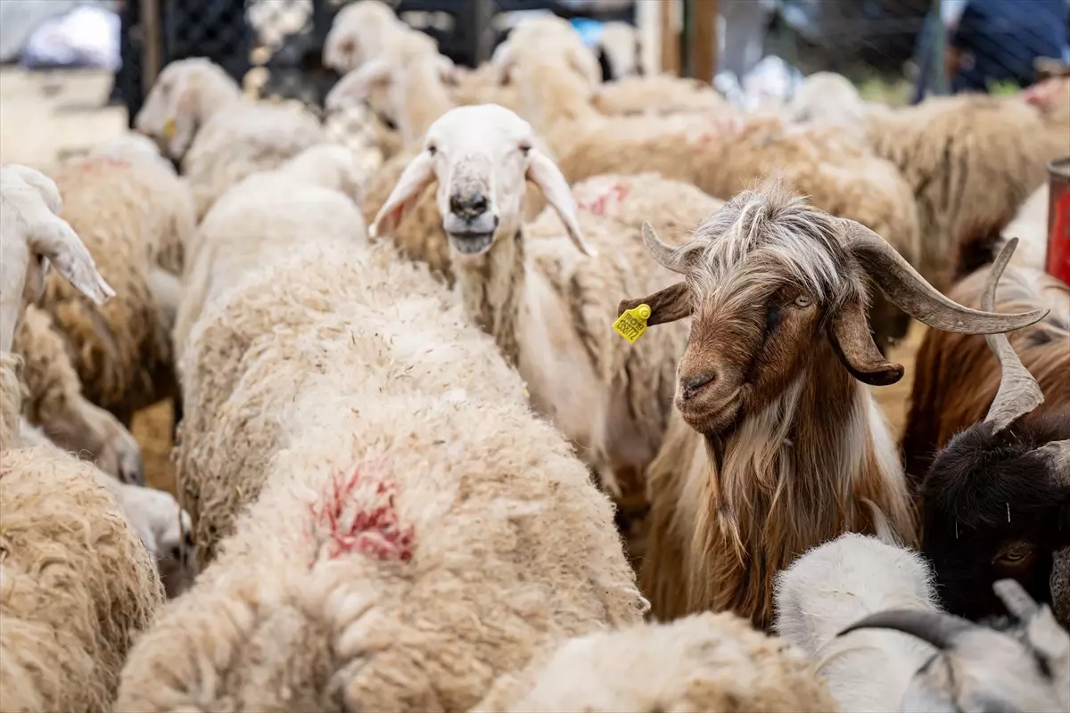 Kurban Bayramı\'nda Kesimhanede Yoğunluk