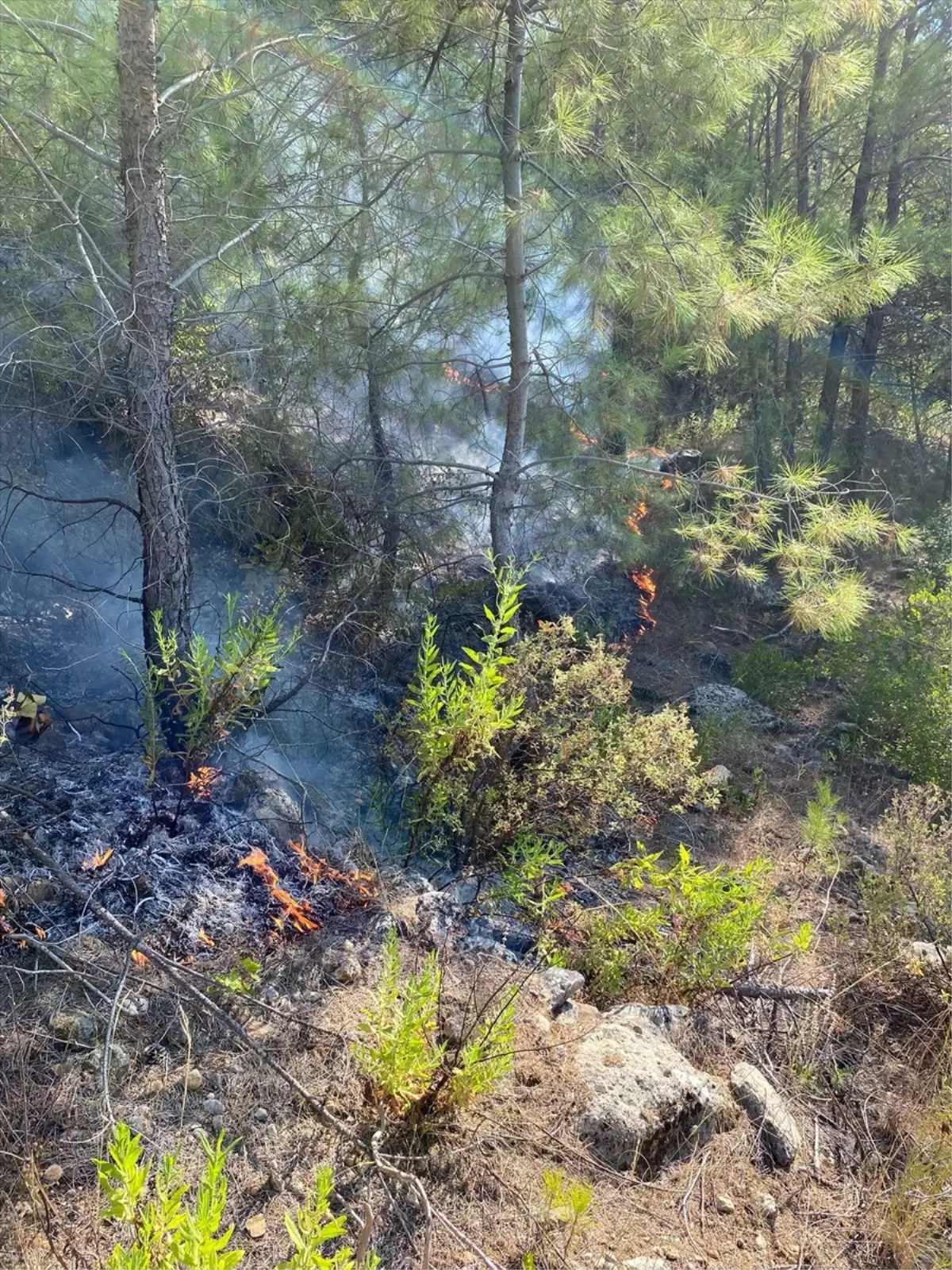 Manavgat\'ta Orman Yangını Kontrol Altına Alındı