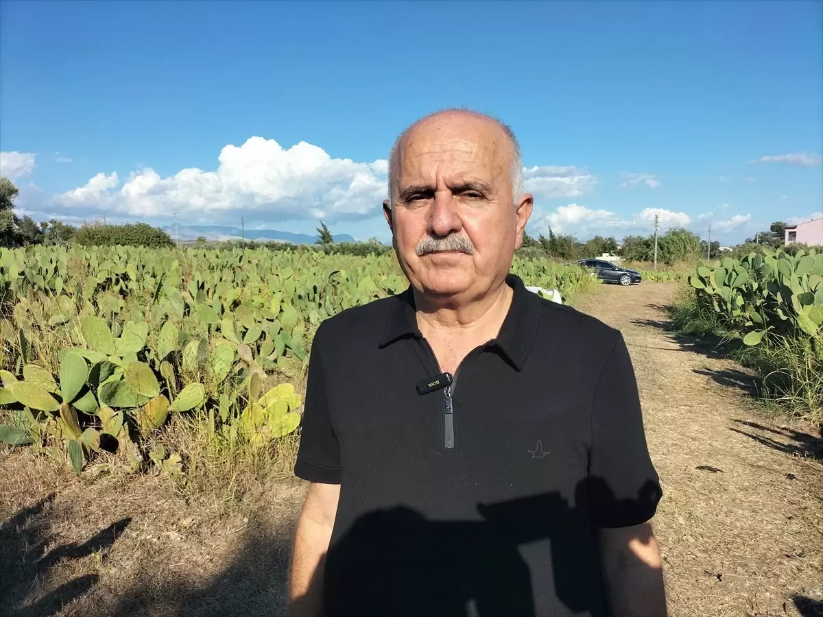 Manavgat\'ta Dikenli İncir Üretimi Başladı