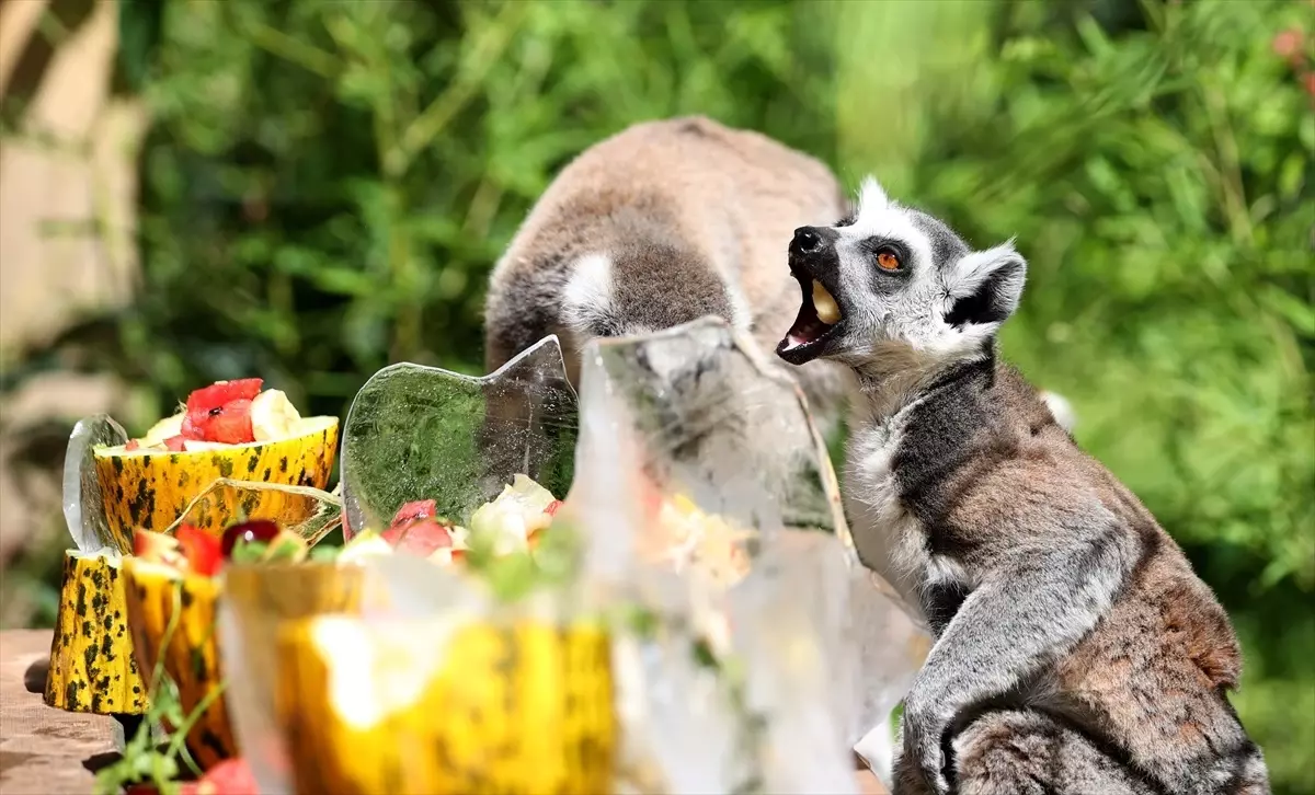 Antalya\'da Hayvanlar Sıcak Havada Serinletiliyor