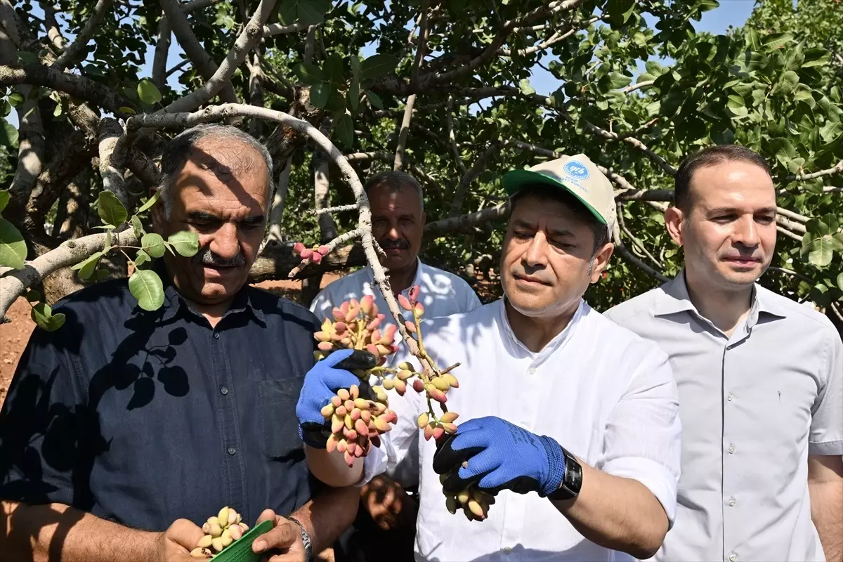Antep fıstığının ilk hasadı davul zurna eşliğinde yapıldı