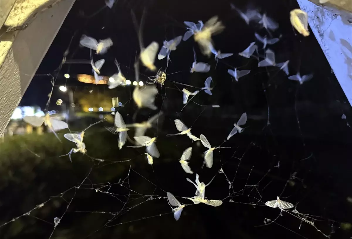 Ardahan\'da Örümcek Avlanırken Görüntülendi