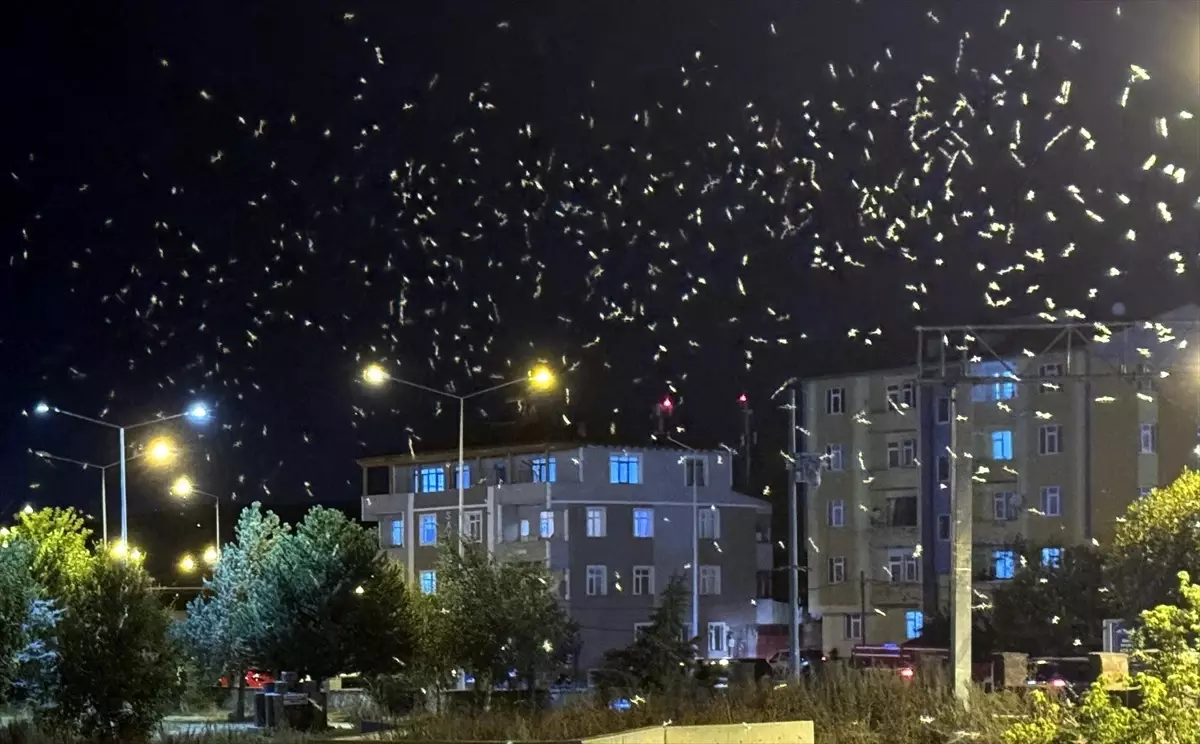 Ardahan\'da Sineklerin Ölüm Dansı