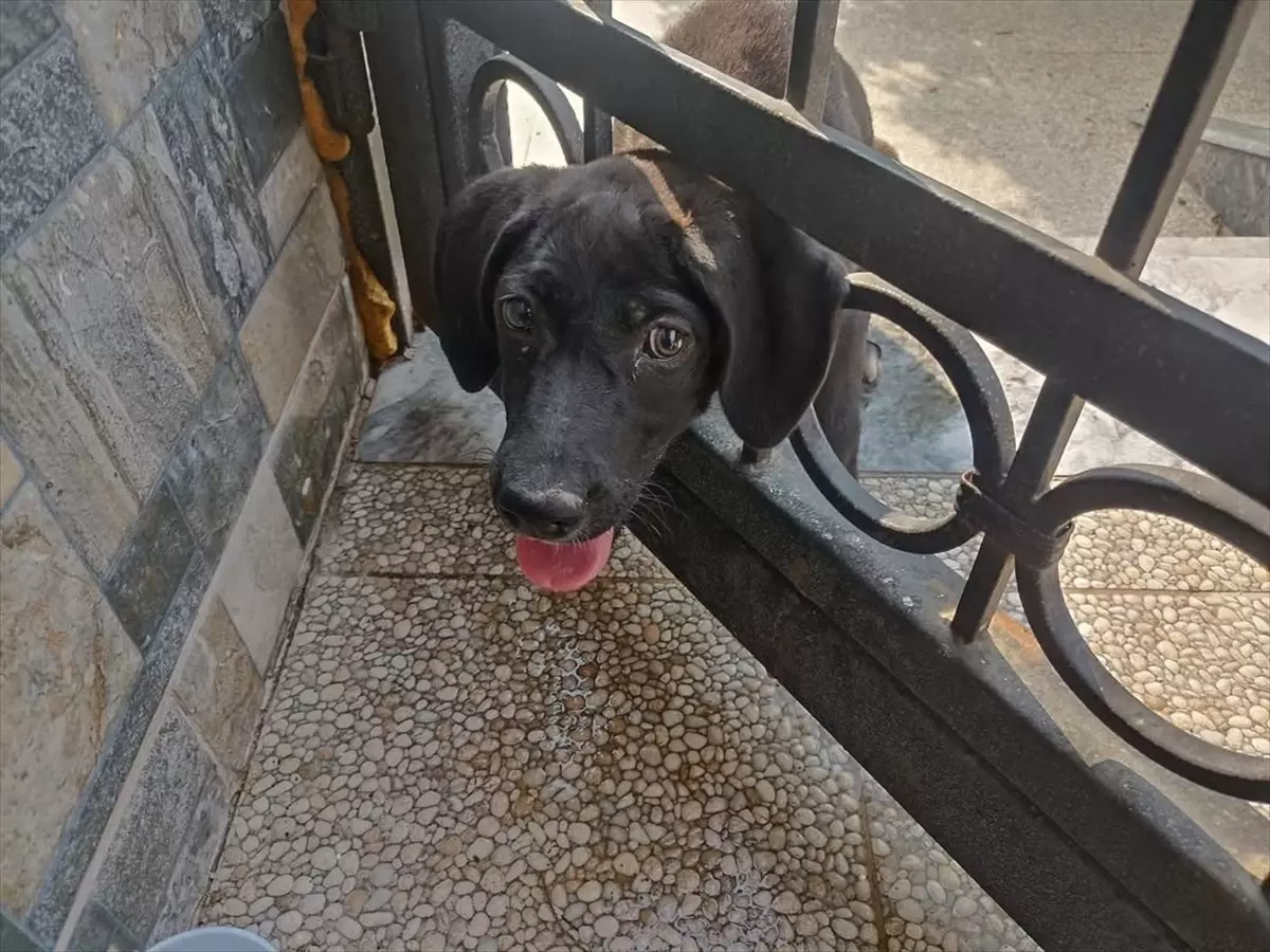 Köpek Bahçe Kapısına Sıkıştı, İtfaiye Kurtardı