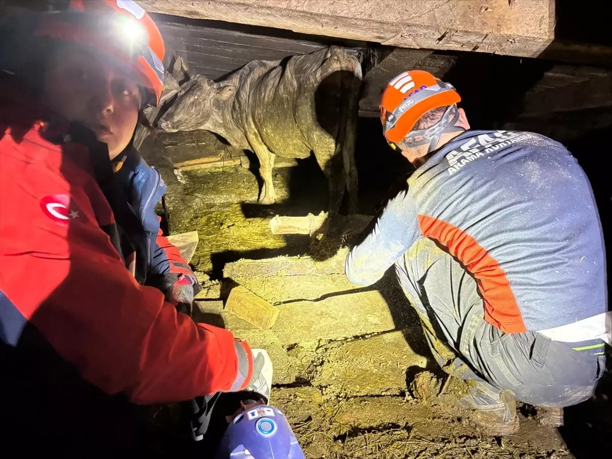 Borçka\'da Çöken Ahırdan 33 Hayvan Kurtarıldı