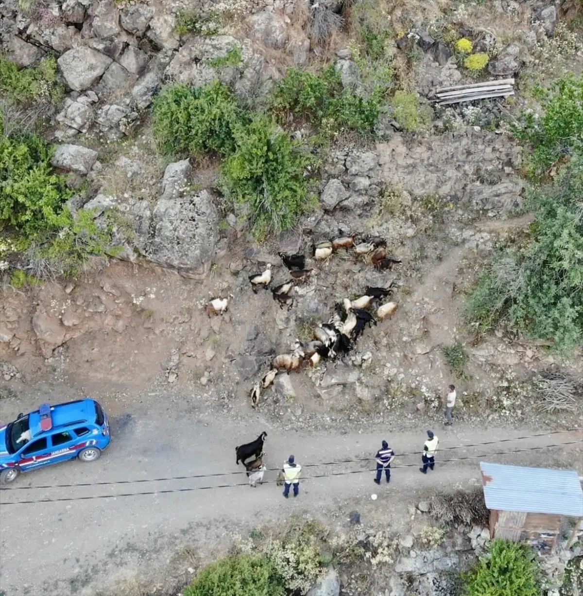 Kaybolan 30 Keçi Jandarma Tarafından Bulundu
