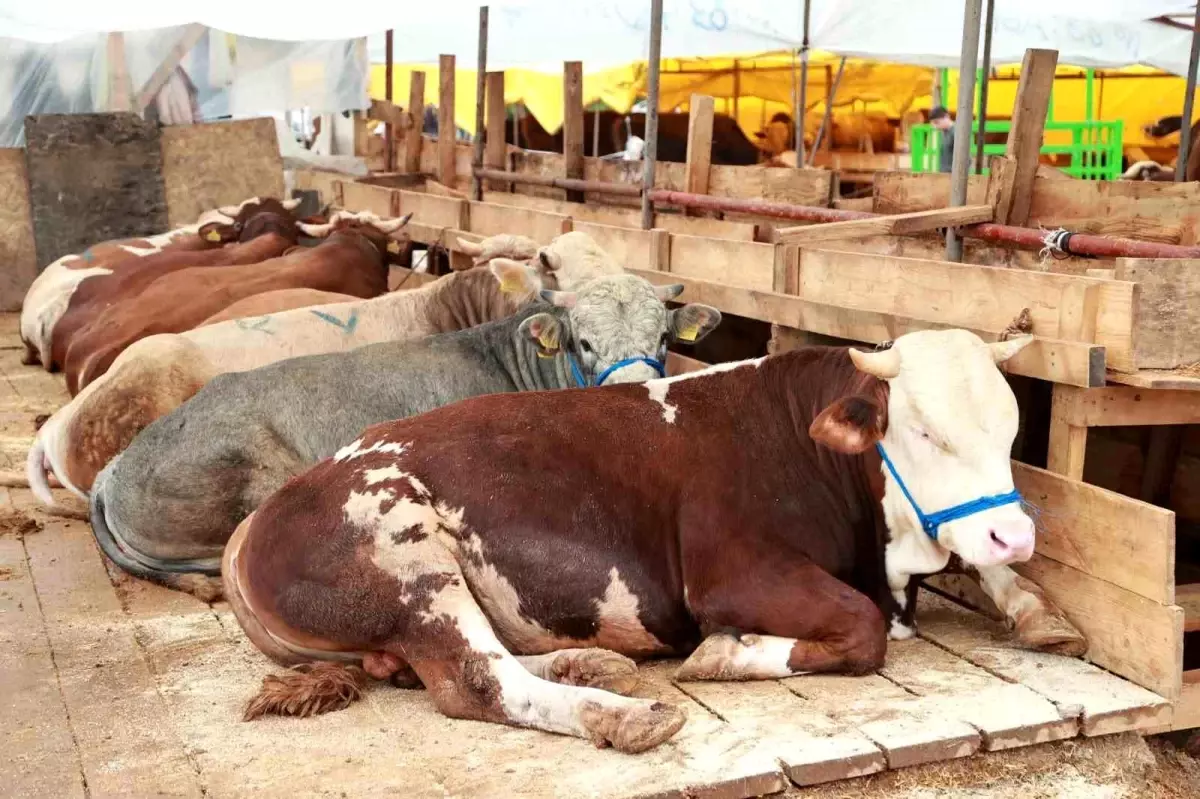 Gebze\'de Kurban Pazarı Kuruldu