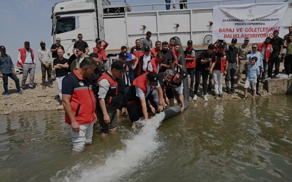 3 Milyon Yavru Sazan Barajlara Salındı