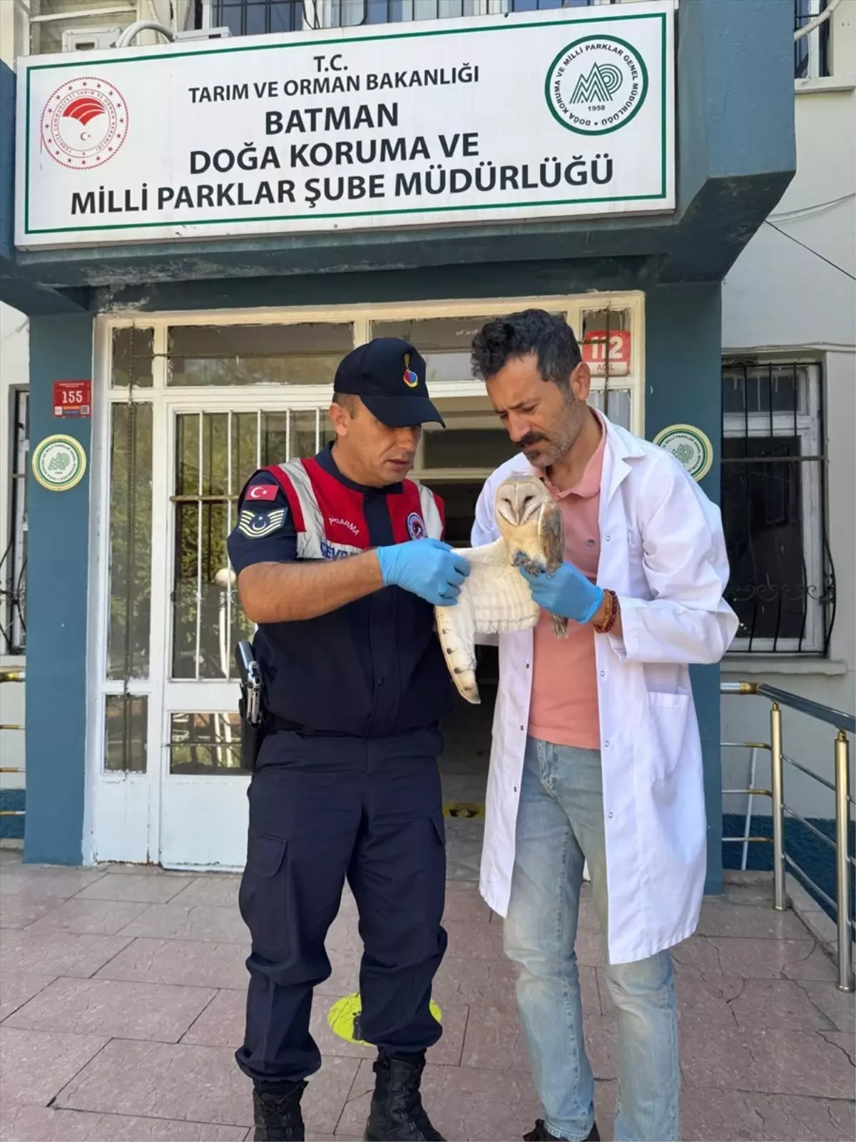 Yaralı Peçeli Baykuş Tedavi Altında