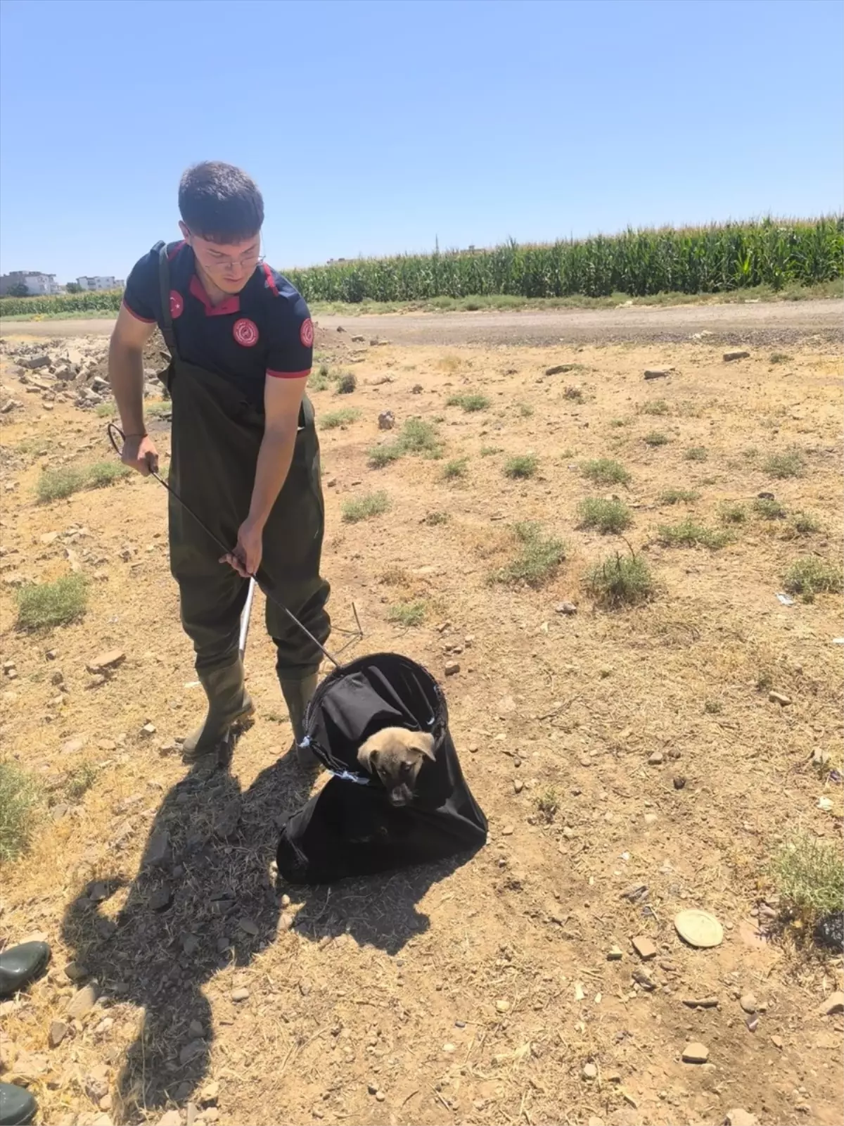 Batman\'da Köpek Yavrusu Kurtarıldı