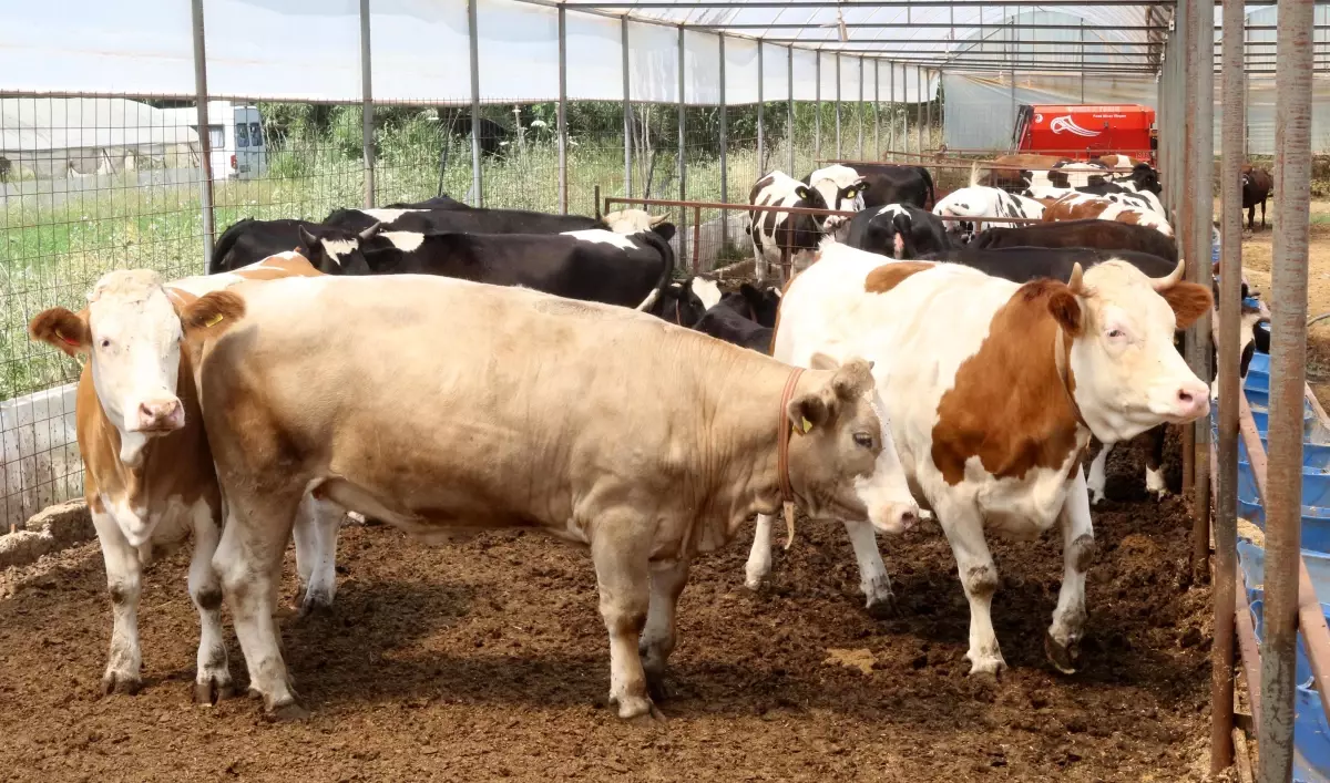 Kurban Bağışı Uyarısı: Sahte Siteler Dikkat Çekiyor