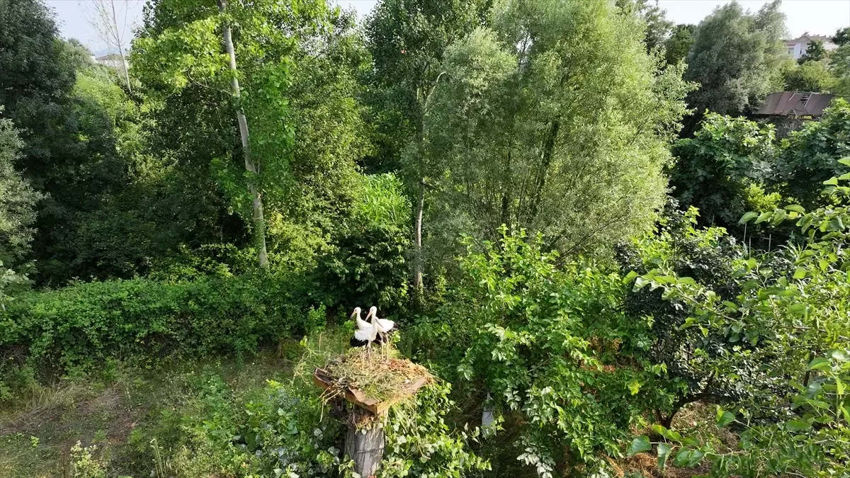 Leylek Yavruları Yeni Yuva Buldu