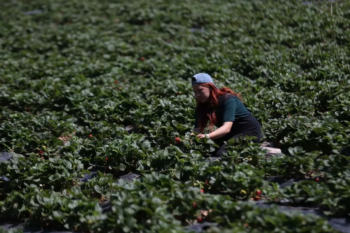 Genç Üretici Özlem Ayhan Organik Çilek Yetiştiriyor