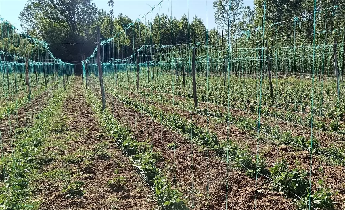Bilecik\'te Boncuk Fasulyesi Hasadı İçin Hazırlıklar Başladı