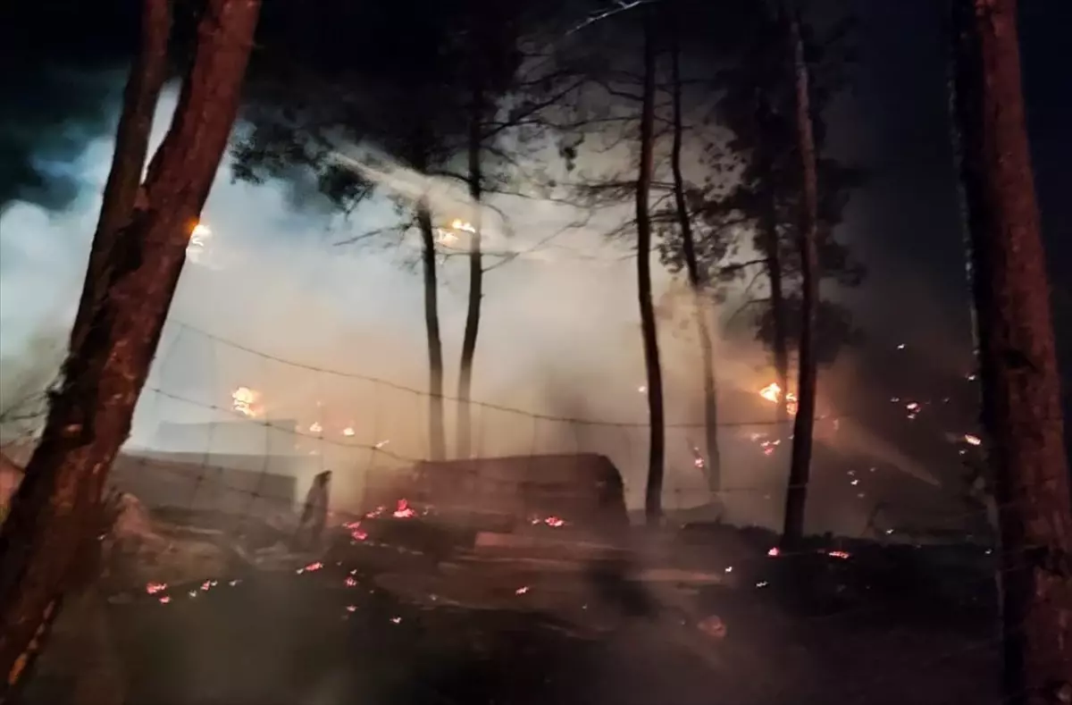 Gölpazarı\'nda Koyun Yangını: 95 Hayvan Telef Oldu