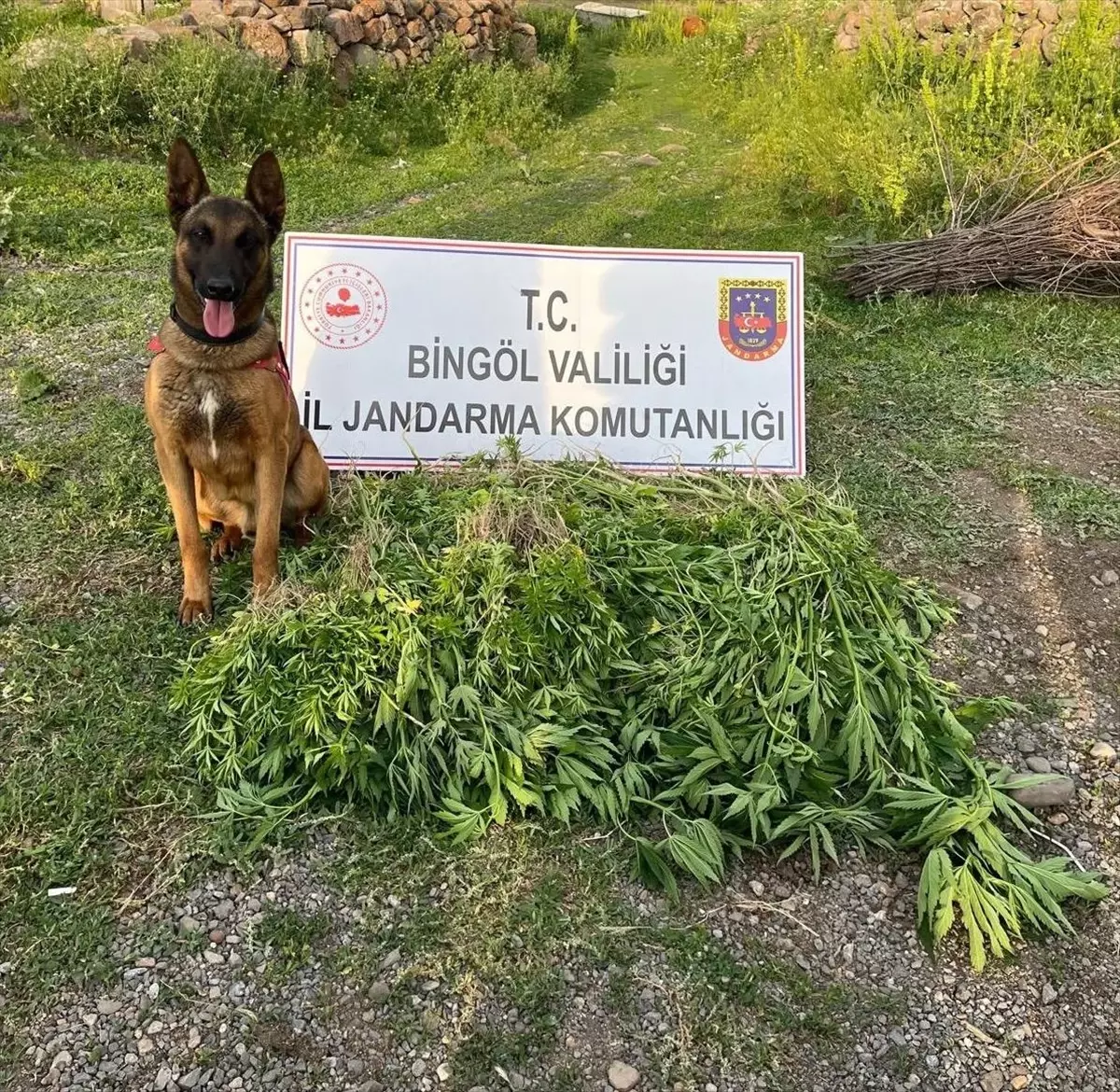 Bingöl\'de 14 Bin Kök Hint Keneviri Ele Geçirildi