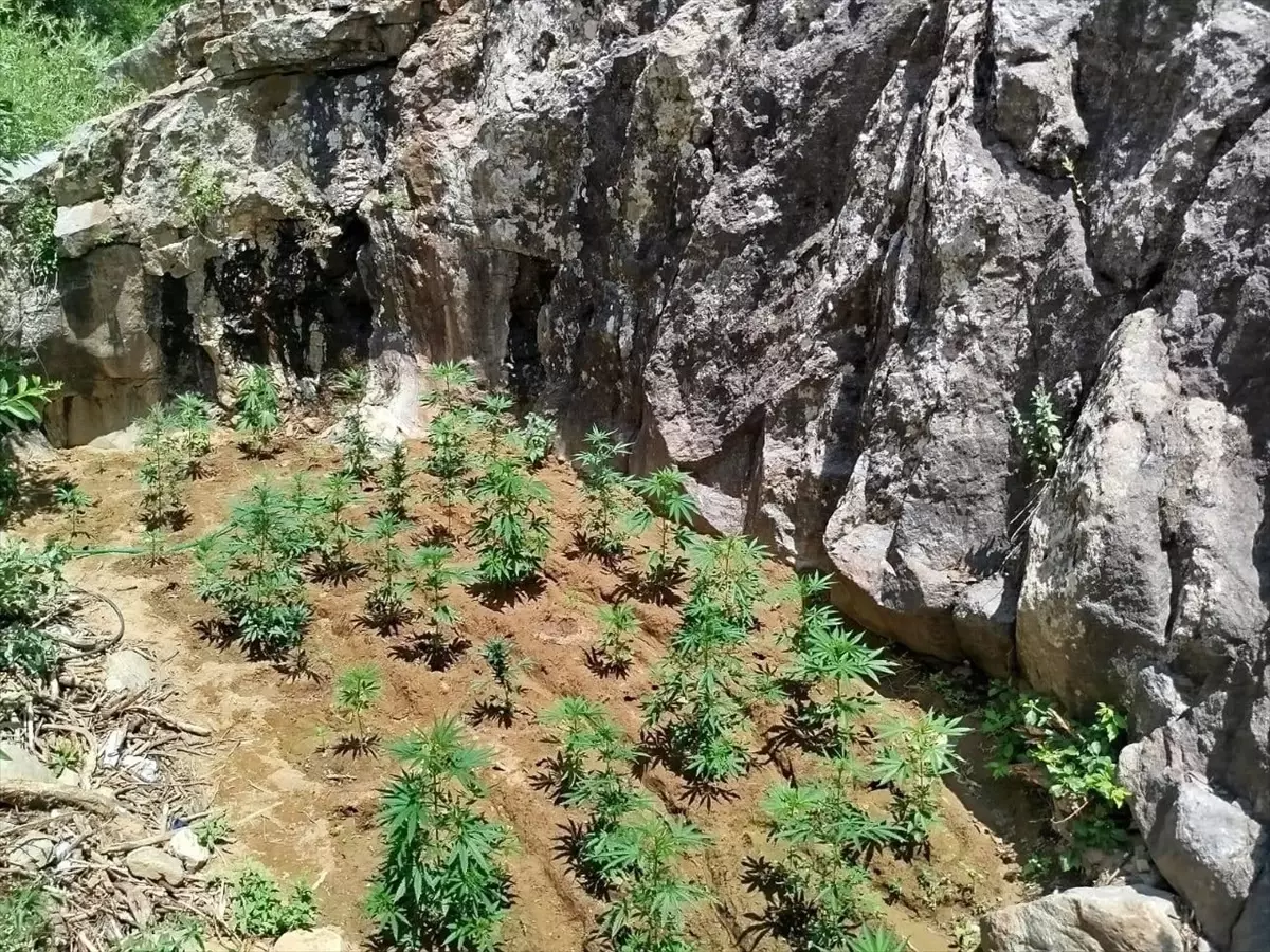 Bingöl\'de Uyuşturucu Operasyonu: 843 Kök Kenevir Ele Geçirildi