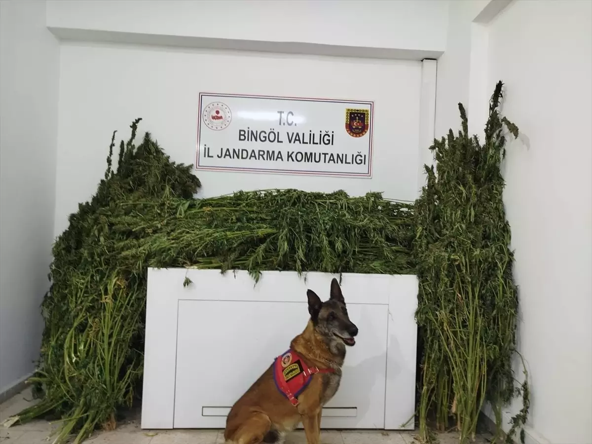 Bingöl\'de 91 Kilo Esrar Ele Geçirildi