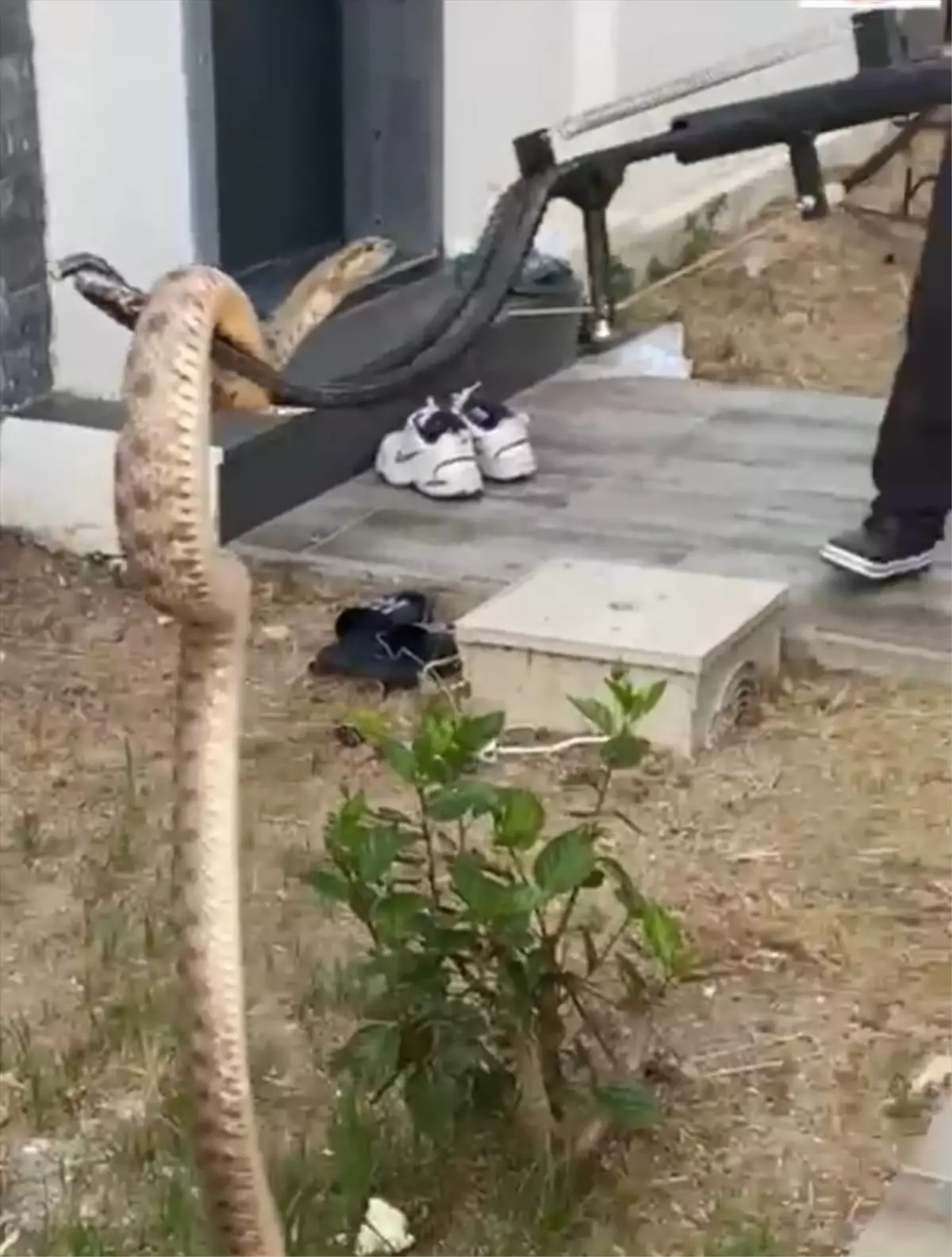 Bodrum\'da Duvar Boşluğundaki Yılan Kurtarıldı