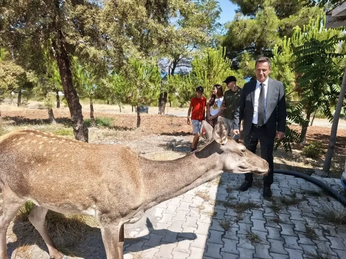 Geyik Salda Gölü\'nde Görüntülendi