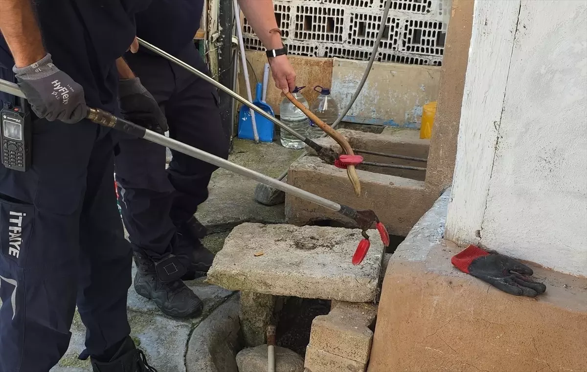 İnegöl\'de Kertenkele Doğaya Salındı