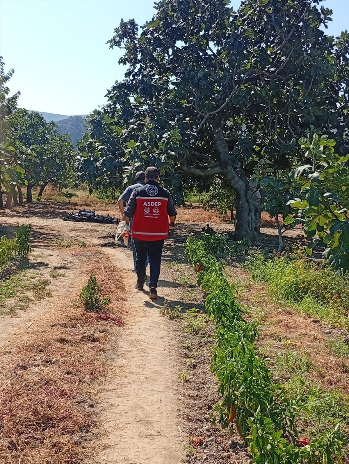 Aile Yılı Etkinliği: Siyah İncir Toplayan İşçilerle Buluşma