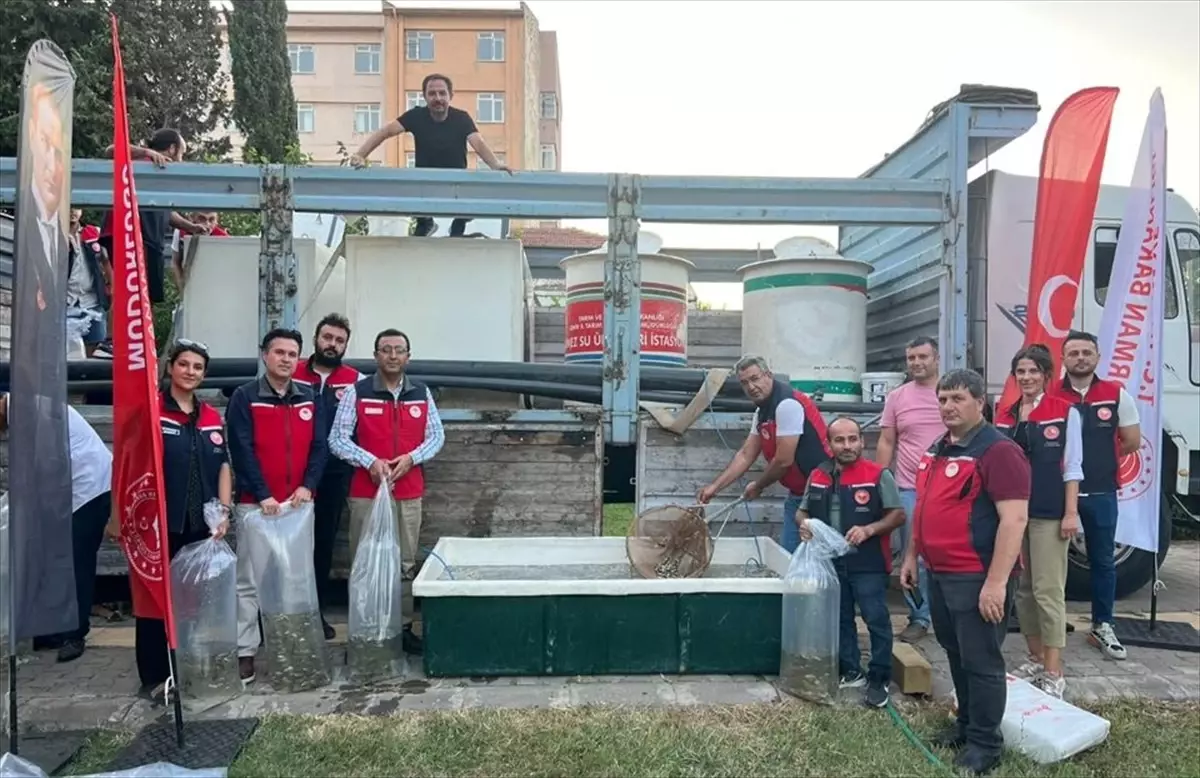 Çanakkale\'de 2 Milyon Sazan Yavrusu Salındı