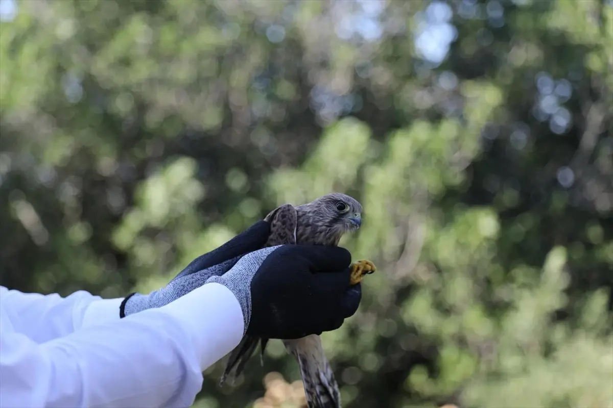 Çanakkale\'de 3 Kuş Doğaya Salındı