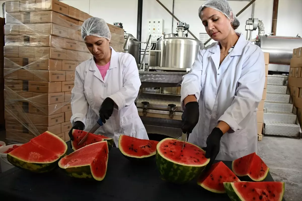 Osmaneli\'de Karpuz Pekmezi Üretimi Başladı