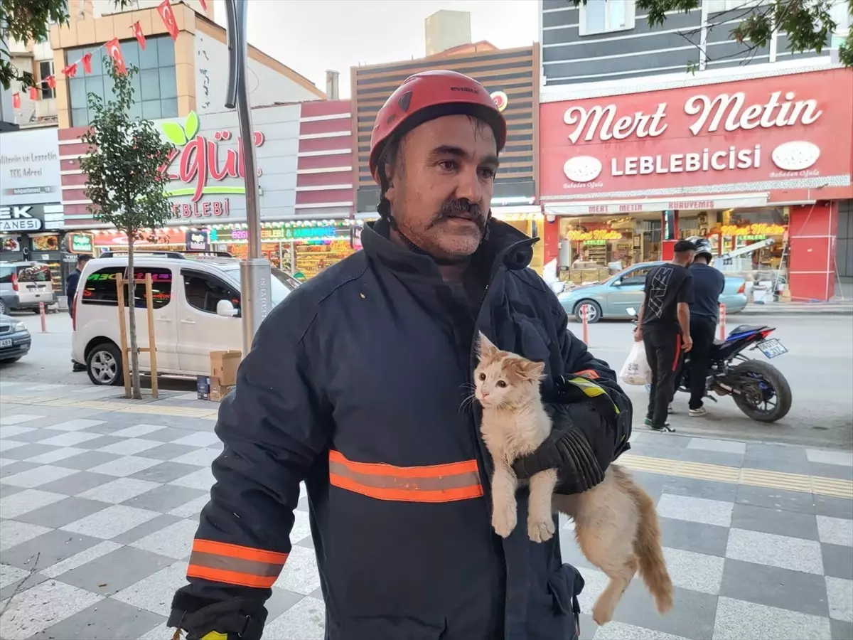 Ağaçta Mahsur Kalan Kedi Kurtarıldı