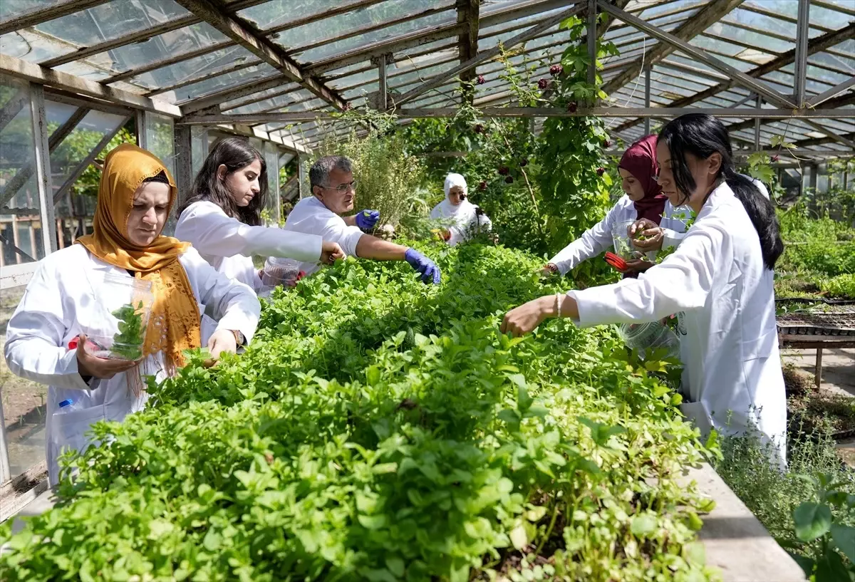 Diyarbakırlı Kadınlardan Organik Sabun Projesi