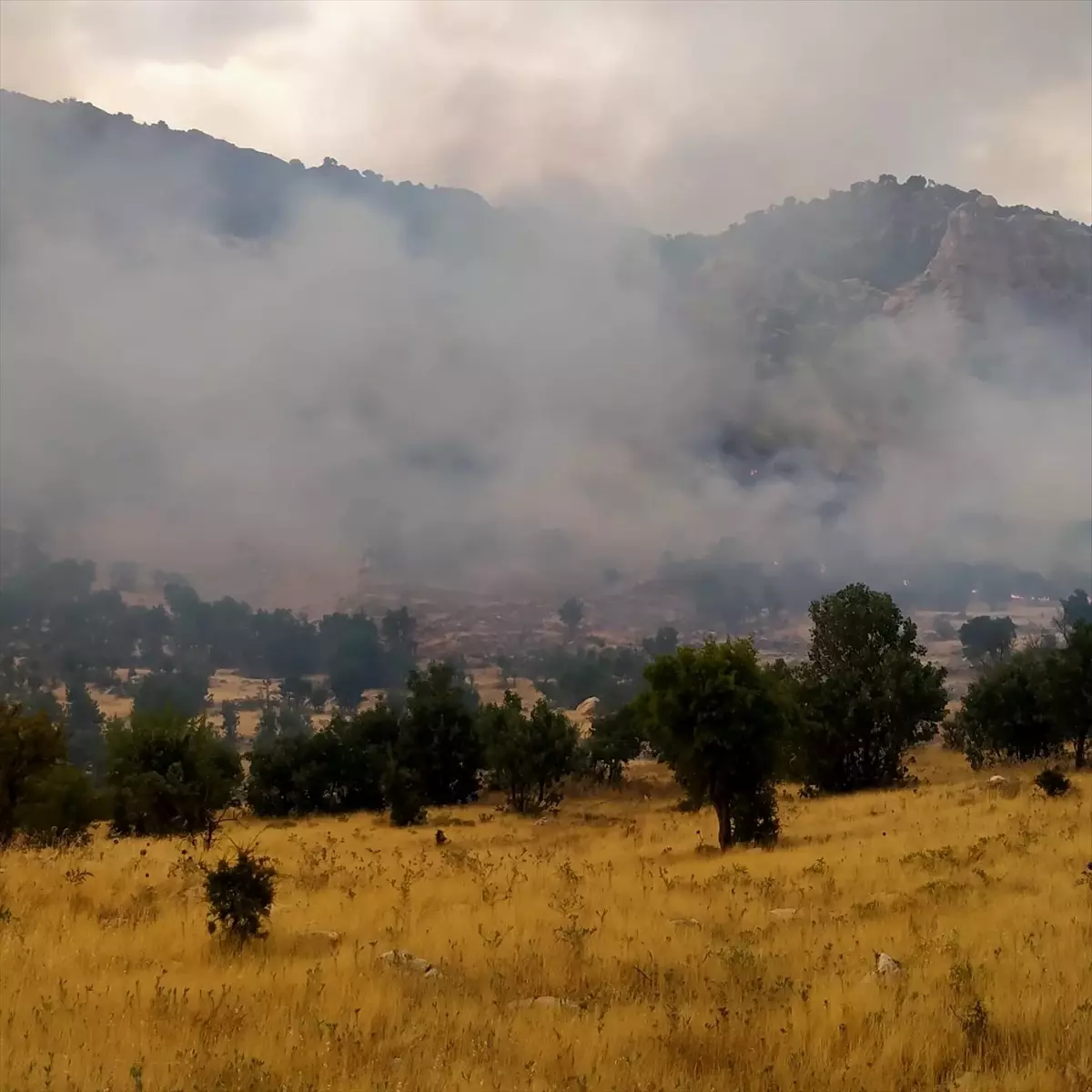 Lice\'de Orman Yangınına Müdahale
