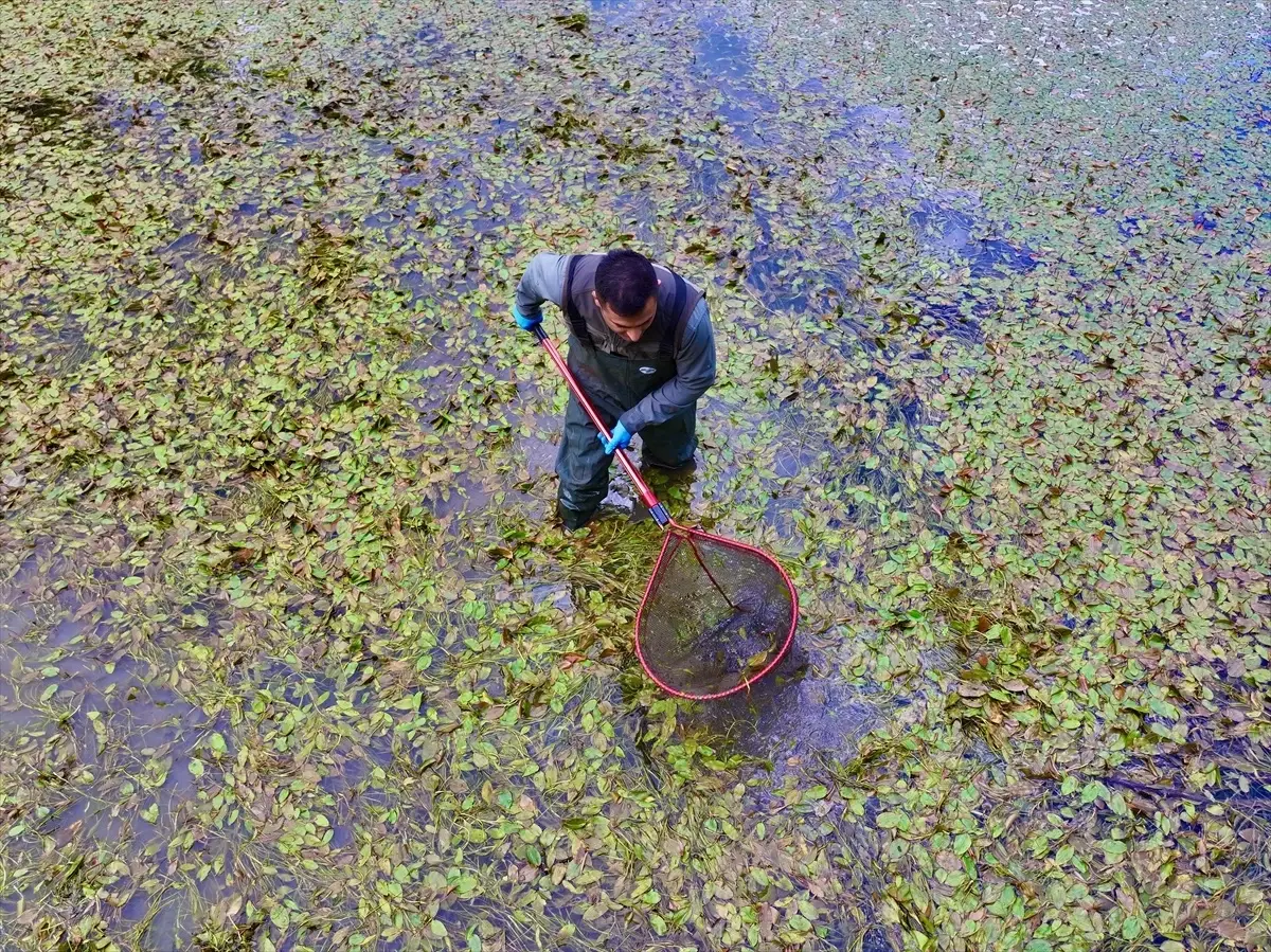 Düzce\'de Semender İzleme Çalışmaları