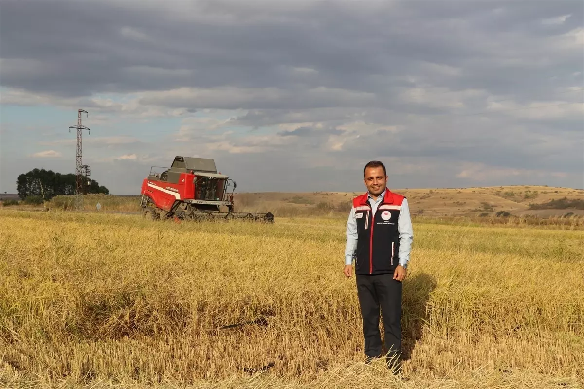 Çeltik Hasadı ve Trafik Eğitimi