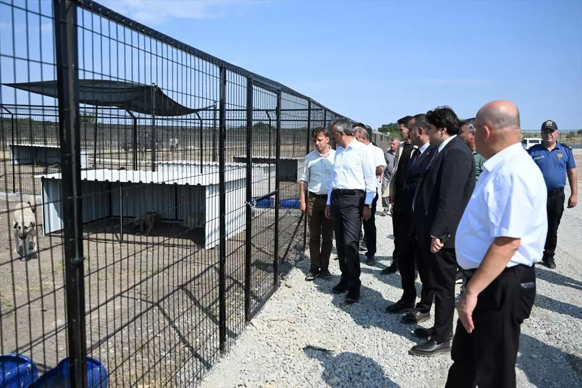 Edirne\'de Sahipsiz Hayvanlar için Doğal Yaşam Merkezi