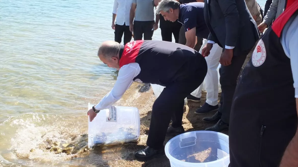 Keban Gölü\'ne 10 Bin Sazan Yavrusu Bırakıldı