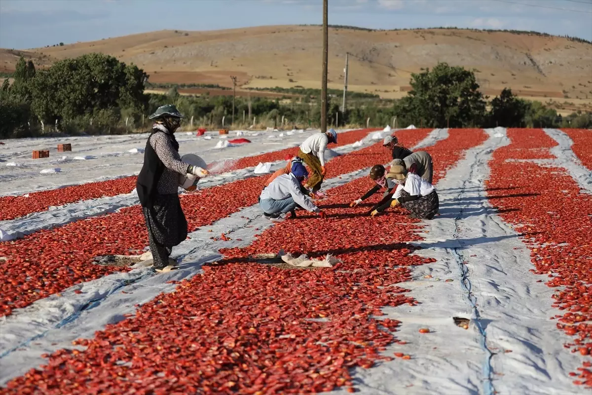 Elazığ\'dan Dünyaya Kurutmalık Domates İhracı