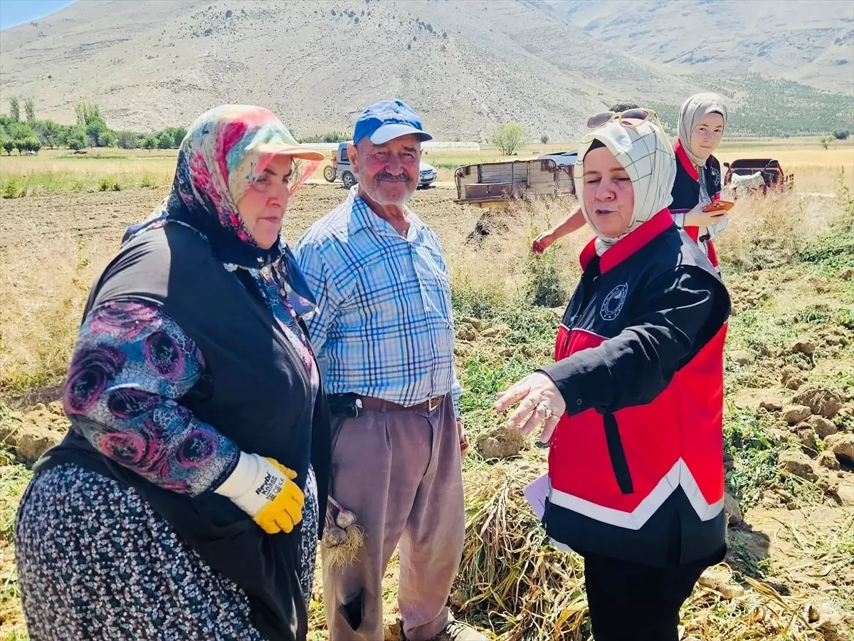 Elmalı\'da Sarımsak Hasadı Başladı