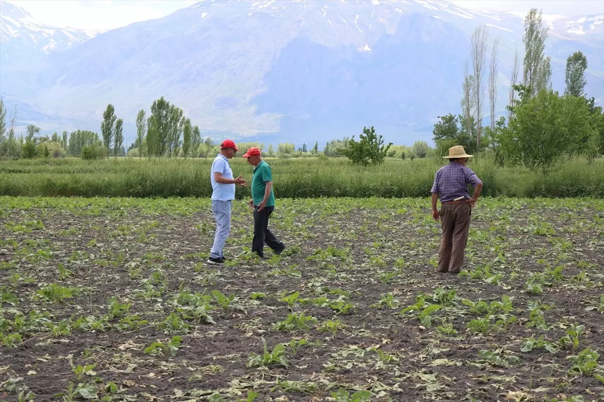 Yaban Domuzları Çiftçileri Zor Durumda Bıraktı