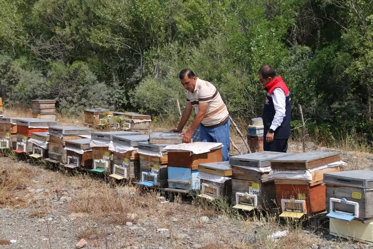 Erzincan Geven Balı Hasadı Başladı