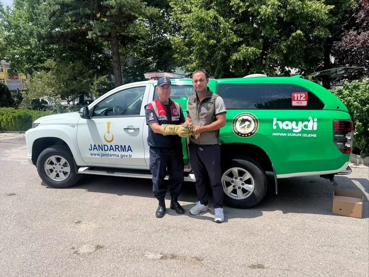 Yaralı Baykuş Yavrusu Tedavi Edildi