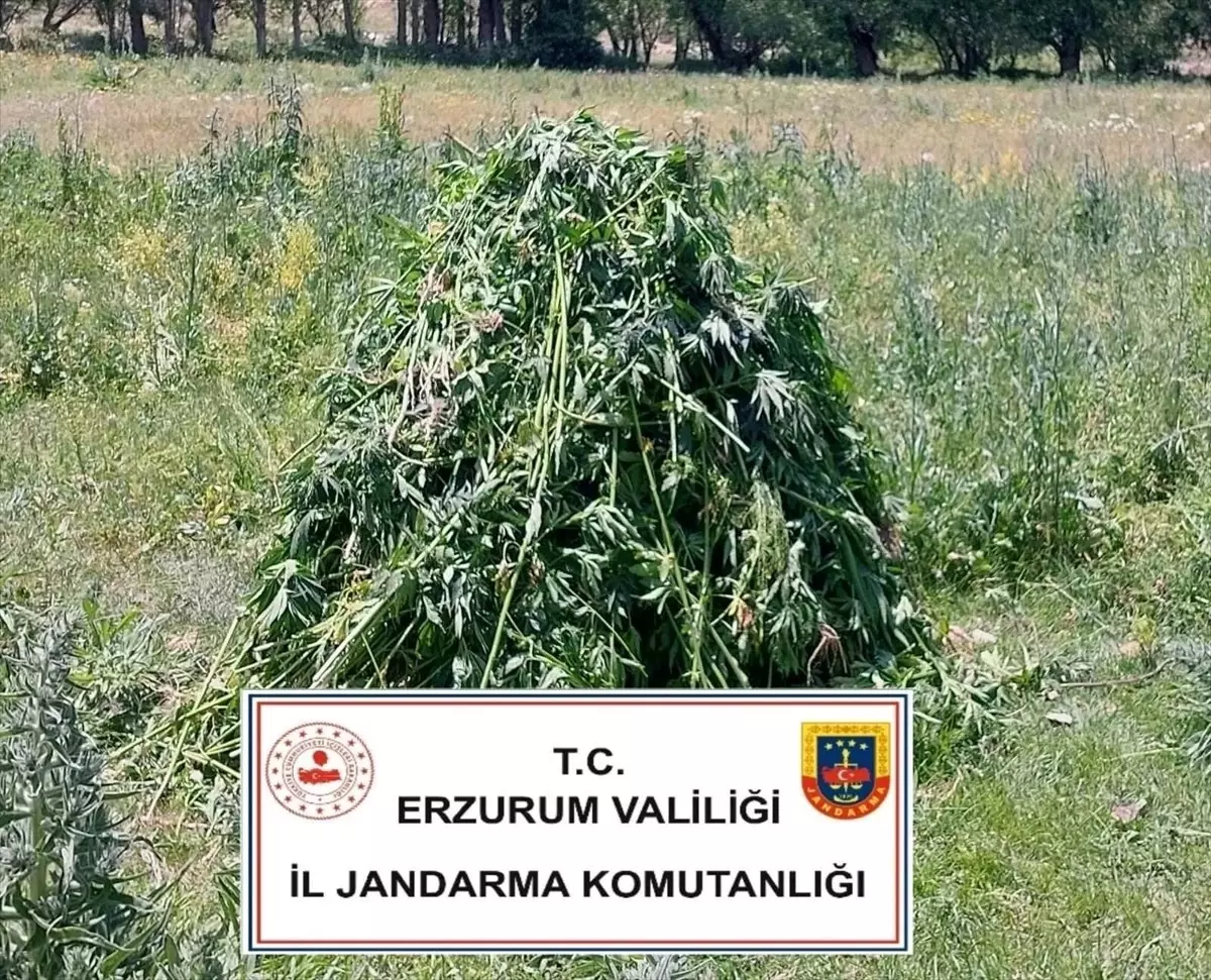 Erzurum\'da Kenevir Operasyonu