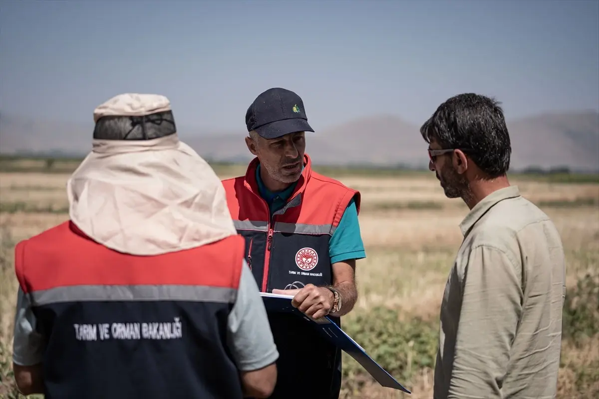 Erzurum\'da Hububat Hasadı Verimli Geçiyor