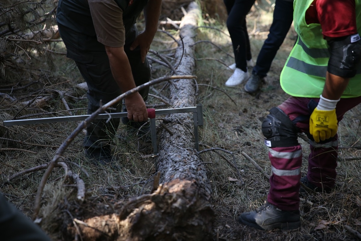 Yangın Riski ile Mücadele İçin Orman Bakım Çalışmaları
