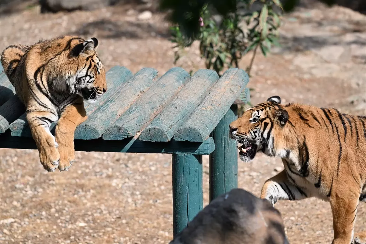 Gaziantep Doğal Yaşam Parkı\'na Yoğun İlgi