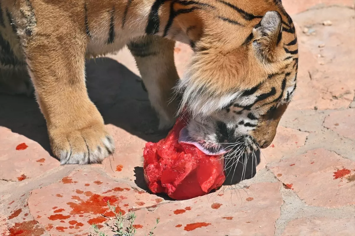 Gaziantep\'te Kaplanlara Özel Menü