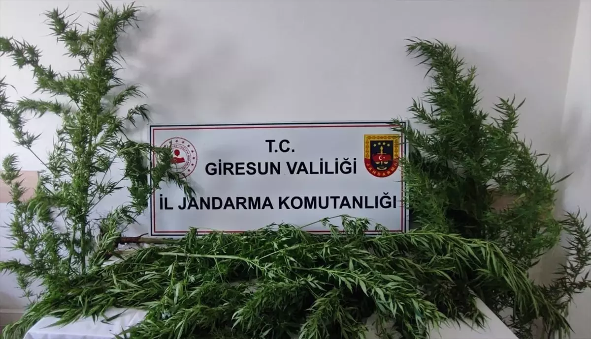 Giresun\'da Uyuşturucu Operasyonu