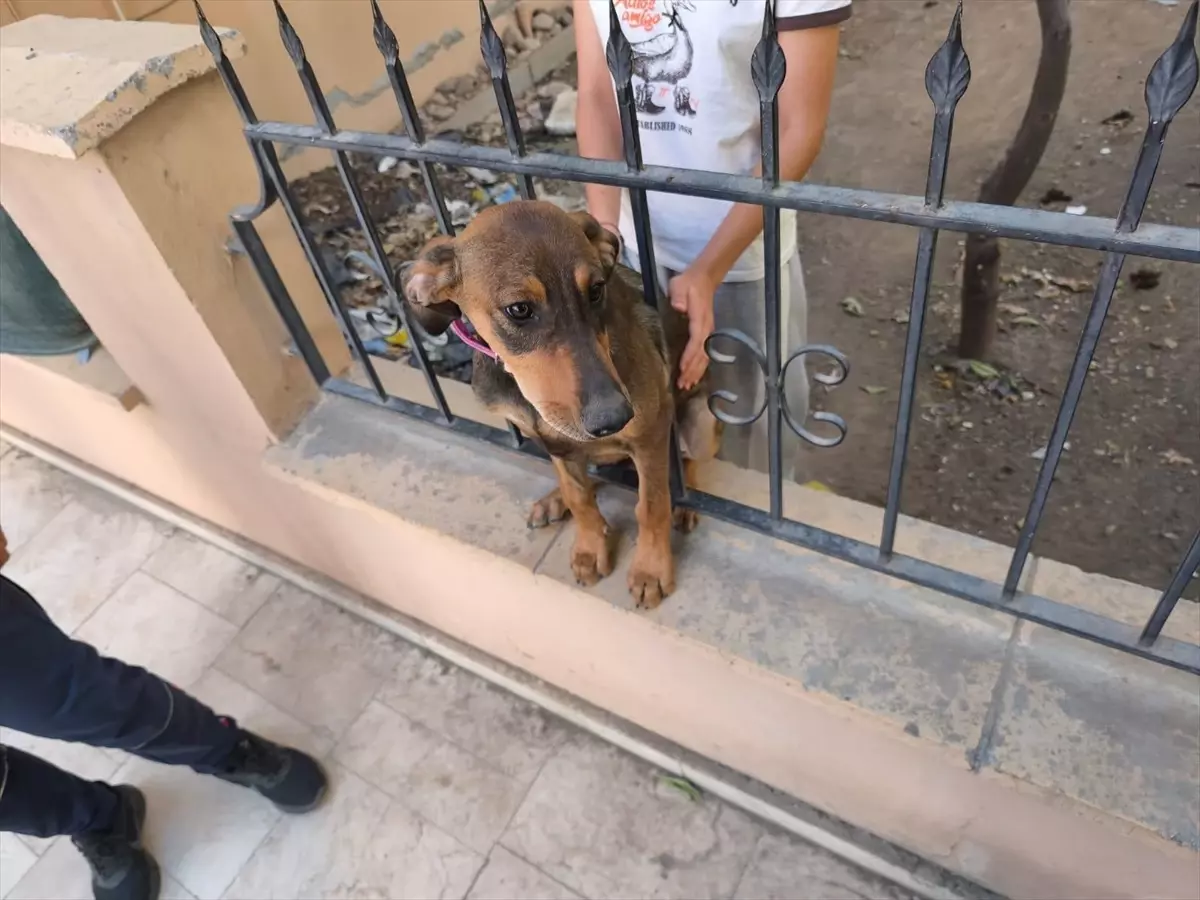 Hatay\'da Mahsur Kalan Hayvanlar Kurtarıldı