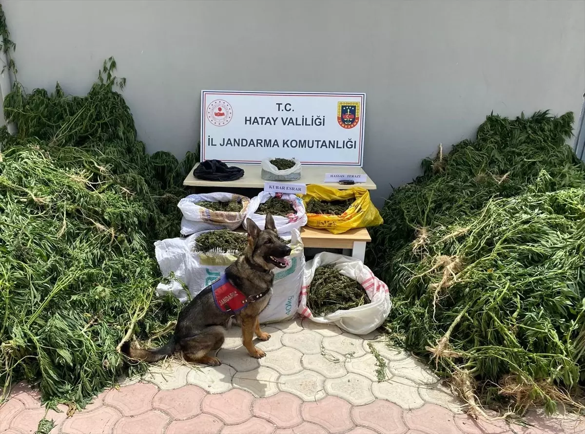 Hatay\'da Uyuşturucu Operasyonu: 83 Gözaltı
